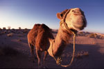img SRC="camel_04s.jpg